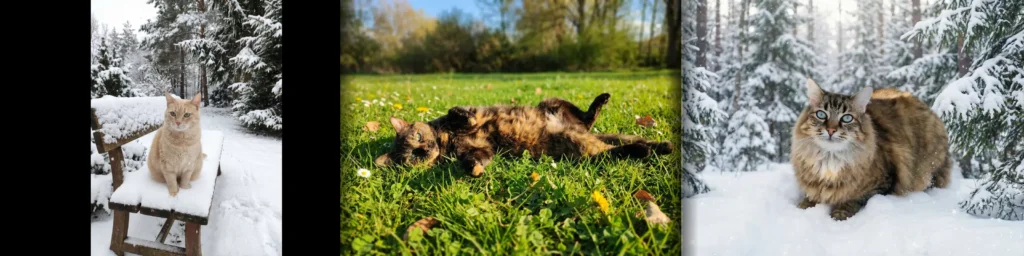 Pêle-mêle de trois chats : un chat crème sur un banc sous la neige, une chatte écaille de tortue dans l'herbe, et un chat tigré dans la forêt enneigée.